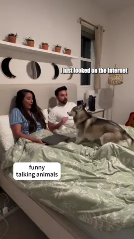 Funny talking animals #voiceover #animals #usa🇺🇸 #funnyanimals #funnyvideo 