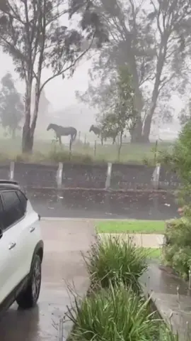 Terrible lightning destroyed tall trees in an instant. We really need to be in awe of the power of nature.⚡️🌳😳#lightning #nature #awe #fpy #foryou #tiktok #tree #usa 