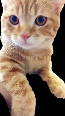 Di tolak saat melamar karena... 🗿 Voice : Abdur Arsyad - SUCI 4 #memekucing #animasi #lucu 