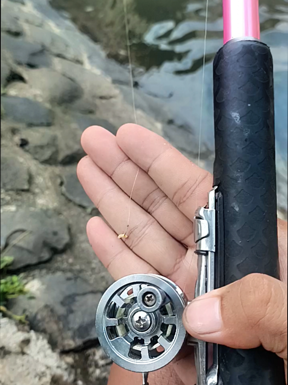 infoo umpan gacorr bolo #matakail #mancing #microfishing #ikansapusapu #CapCut 