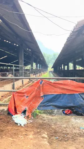 Penimbangan Hari ini di Feedlot rumpinary #sapi #sapiviral #sapibx #bismillahfyp #fypシ゚ 