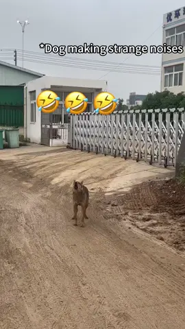 Dog making strange noises 😂😂😂#funnydog #dog #dogsoftiktok #funny #funnytiktok #funnymoments #funnyvideos #titok #Foryou #usa #lovetiktok #tiktokdogs 