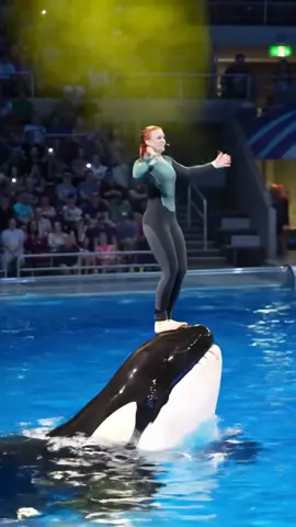 #orcas #trending #foryoupage #orcas #trending 