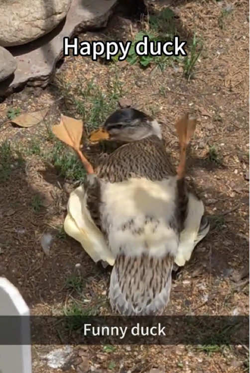 Happy duck 🥰🦆 #ducks #callducks #ducksoftiktok #petducks #duck #cuteduck #ducktok🦆 #ducksoftiktok🦆#happy