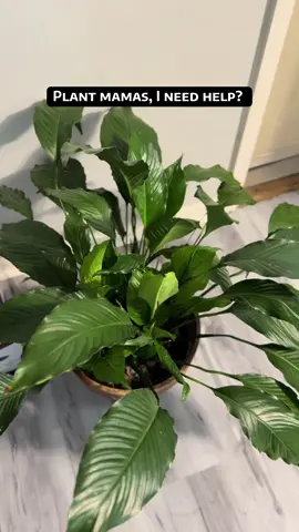 Help me please! My peace lily means a lot to me. If you have pointers on how I can save her, drop them in the comments #planttoktok #peacelily #BecomingShe 
