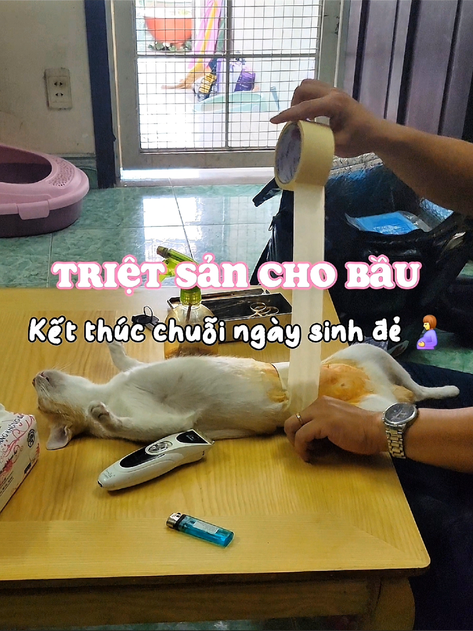 Đang xót cho nhỏ Bầu thì quay sang thấy biểu cảm của nhỏ Bí tự nhiên mắc cười ngang #meonho #tinivet #trietsanchomeo #trietsanmeocai #ongkethuy 