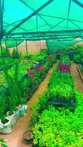Well come to idil home garden ❤️❤️❤️🪴🪴🪴🪴