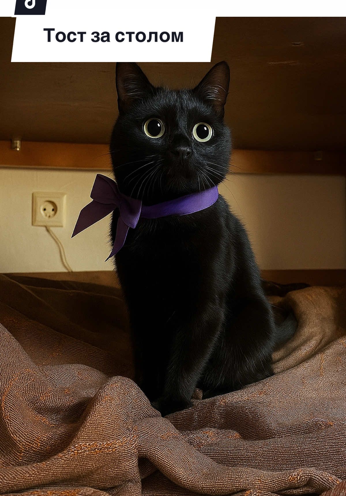 #🐈‍⬛ #кіт #котики #домашніулюбленці #жарт #чорнийкіт #котикиприколы #приколыдослёз #вуглик #котоприкол #цікаво #котикток #вуглик #кітвуглик 