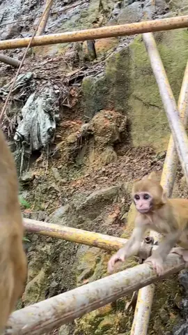 The frog's face is full of pleasure#Monkey 