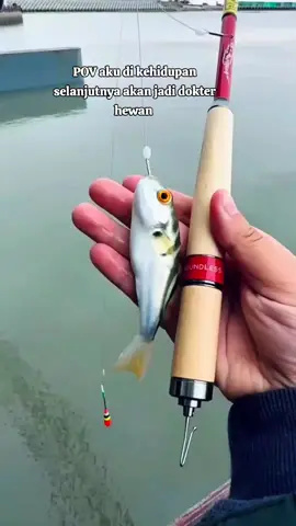 POV aku di kehidupan selanjutnya akan jadi dokter ikan 🗿#mancing #pufferfish #foryou 