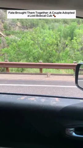 Poor baby bobcat #bobcat #cat #catsoftiktok #animals #animalsoftiktok #animalrescue #usa🇺🇸 