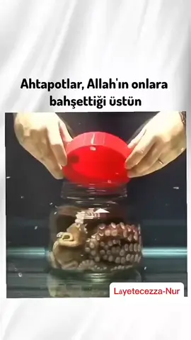 Ahtapotlar;Allah'ın bahşettiği üstün zekaya sahip calılardır... #ahtapot #inanılmaz #zeka #hayvanlar #keşfet 