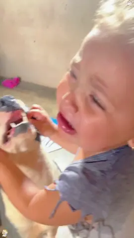 Dogs Steals Food From Kids. #dogstealsfood #dogsnatch #dog #dogs #dogsoftiktok