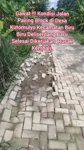 DELISERDANG - Warga Desa Kutomulyo Kecamatan Biru Biru Kabupaten Deli Serdang menyoal kondisi jalan Paving Block yang baru selesai dikerjakan sudah rusak kembali. Diduga tidak sesuai bastek, proyek pengerjaan paving block tersebut juga diduga merupakan ajang korupsi, hingga warga meminta aparat penegak hukum untuk melakukan pemeriksaan dan audit dana desa Kuntomulyo, Kecamatan. Birubiru, Deliserdang. Keterangan salah satu warga bermarga Ginting kepada wartawan  Senin (11/8/2025 ) menerangkan bahwa proyek paving block di Dusun 3 tersebut dibangun  menggunakan anggaran dana desa senilai 87 jutaan dengan volume 3 x 104 meter Namun, jalan paving block ini rusak tidak berselang lama selesai pengerjaan, dan tidak di perbaiki hingga saat ini, hal ini membuat warga berang dan menyalahkan Kepala Desa serta Pengelola kegiatan (TPK) Desa Kutomulyo. “Kita minta proyek ini di audit kerena sarat korupsi, juga terkait pengangkatan prangkat desa masih tanda tanya bagi kami,” ujar warga ini. Menurutnya, selama menjabat sebagai Kepala Desa Kuntomulyo, Erwanto dinilai tidak transparan oleh warga soal anggaran dana desa. “Kami (warga) tidak pernah diundang atau diikuti sertakan dalam rapat untuk pembangunan dana desa dan laporan dana desa. Karena kami juga harus tau, kemana aja dipergunakan dana desa itu,” ucapnya lahir. “Kami orang bodoh yang tidak tau harus melapor kemana. Kami hanya minta penegak hukum segera turun ke Desa kami untuk melakukan pengecekan kembali dan mengaudit dana desa kami,” harap warga. “Tidak hanya melakukan audit, jika memang terbukti ada dugaan melakukan korupsi dana desa, kami minta Kepala Desa kami bertanggungjawab atas perbuatannya,” ucap warga. #fypシ゚viral 