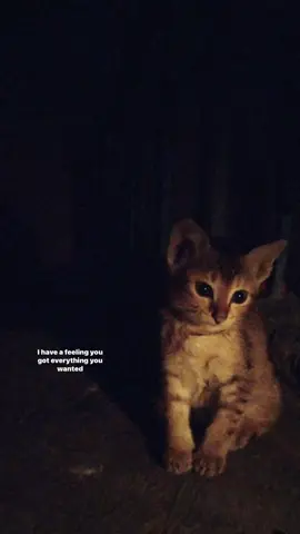 #lyrics 