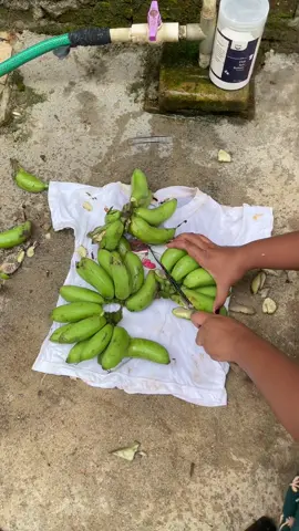 Bersihin noda getah pisang pakai alclean pemberaih noda pakaian 