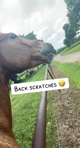 Spoiling the ponies one back scratch at a time. #horsesoftiktok #farmlife #fyp 