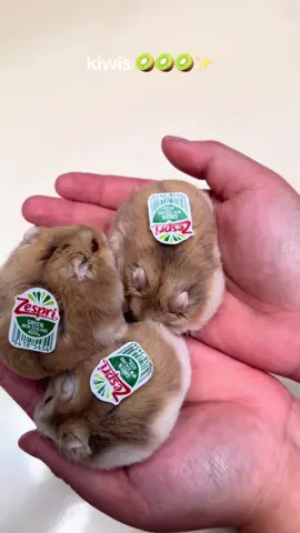 3 little kiwis #hamsters #hamsteroftiktok #cutehamsters #cutehamster #babyhamster