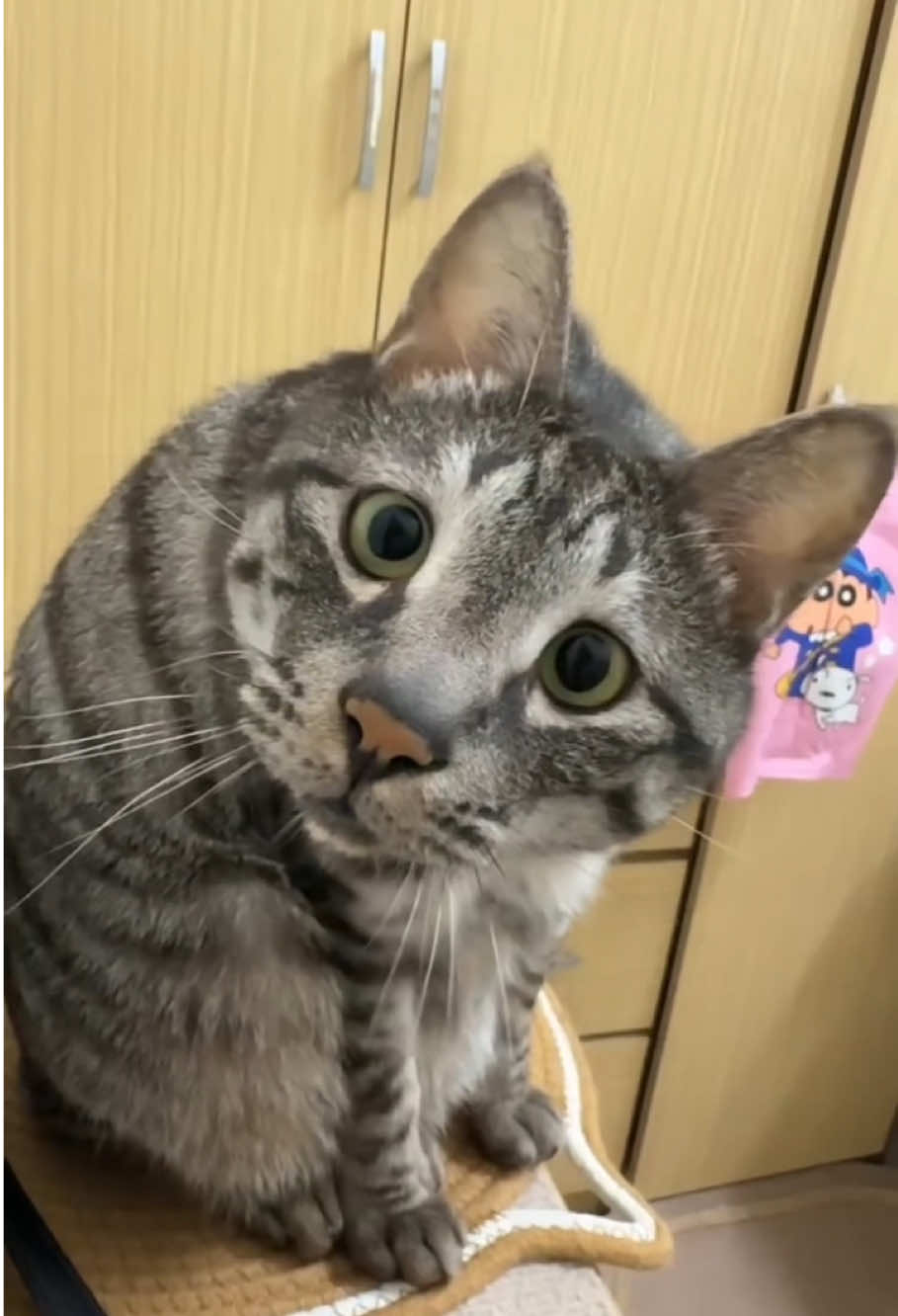 Best funny cat😂🤣try not to laugh #funnytiktok #viral_video #cats #fyp #usa_tiktok 