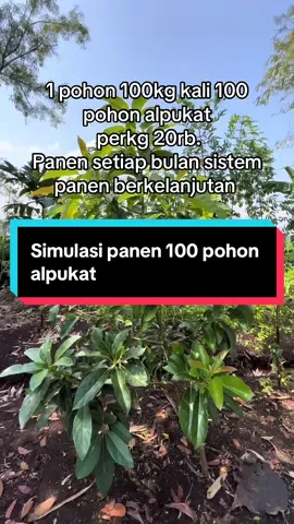🌱 Pernah bayangin hasil panen kalau punya 100 pohon alpukat di kebun? Yuk kita hitung bersama 👉 ✅ Rata-rata 1 pohon alpukat produktif bisa menghasilkan 50–70 kg buah per musim. ✅ Kalau ada 100 pohon, potensi panen bisa mencapai 5–7 ton alpukat sekali panen! ✅ Dengan harga jual Rp20.000/kg, potensi omzetnya bisa Rp100–140 juta per musim 💰✨ 🔥 Bayangin kalau panennya berulang tiap tahun, betapa besarnya peluang dari kebun alpukat. Jangan tunggu lama, mulai tanam alpukat sekarang dan nikmati hasilnya di masa depan! #kebunalpukat #panenalpukat #alpukatunggul #agribisnis #petaniindonesia #tanamanbuah #berkebun #alpukatberbuah #panenkebun #simulasipanen #bisnisalpukat