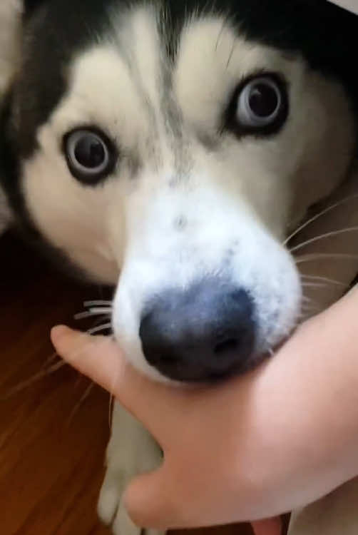 funny Husky!🤣🤣🤣#funnydogs #foryou #fyp #pet #Husky 