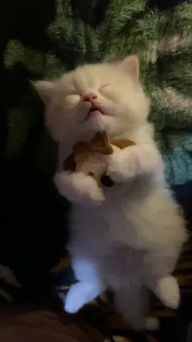 #cat #catsoftiktok 