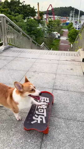 go~go~go~#dogskateboard #corgi #cutepet #funny #cool #corgisoftiktok 