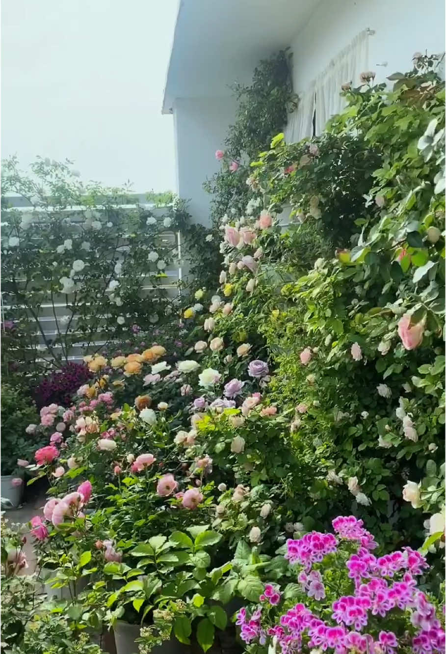 Discover the Beauty of Favorite Flowers #flowers, #floral, #garden, #botany, #nature