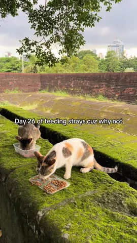 Day 26