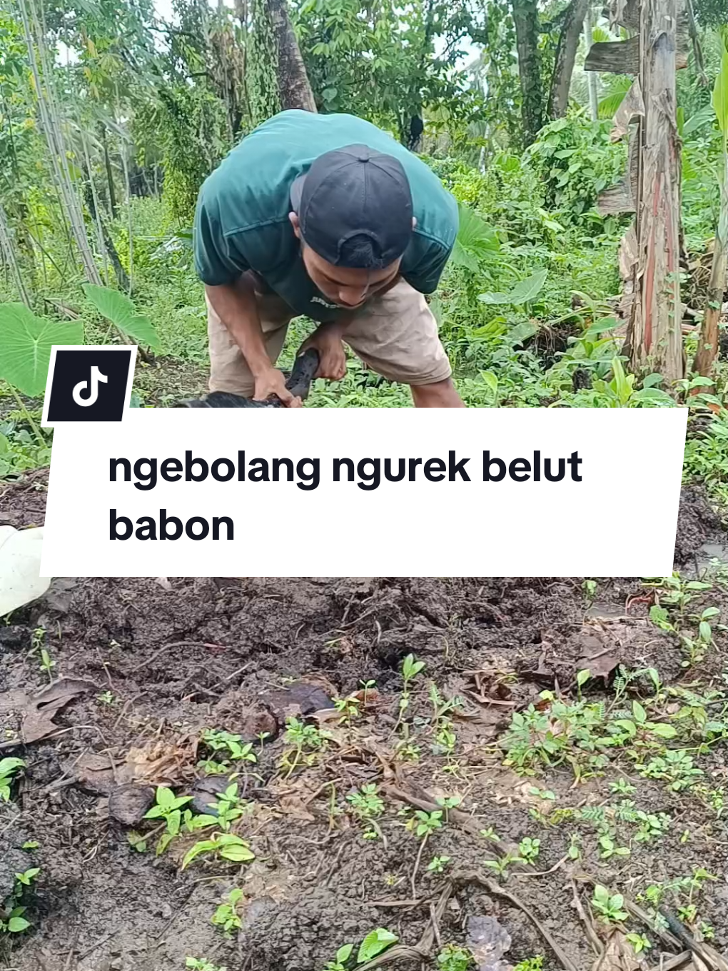 ngebolang ngurek belut babon #sibolang #ngurekbelut #ngurekmocel 