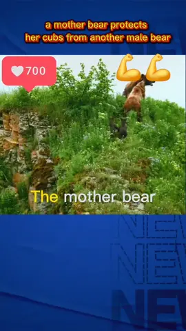 #animals #bear #wildlife #fyp #wildanimals 