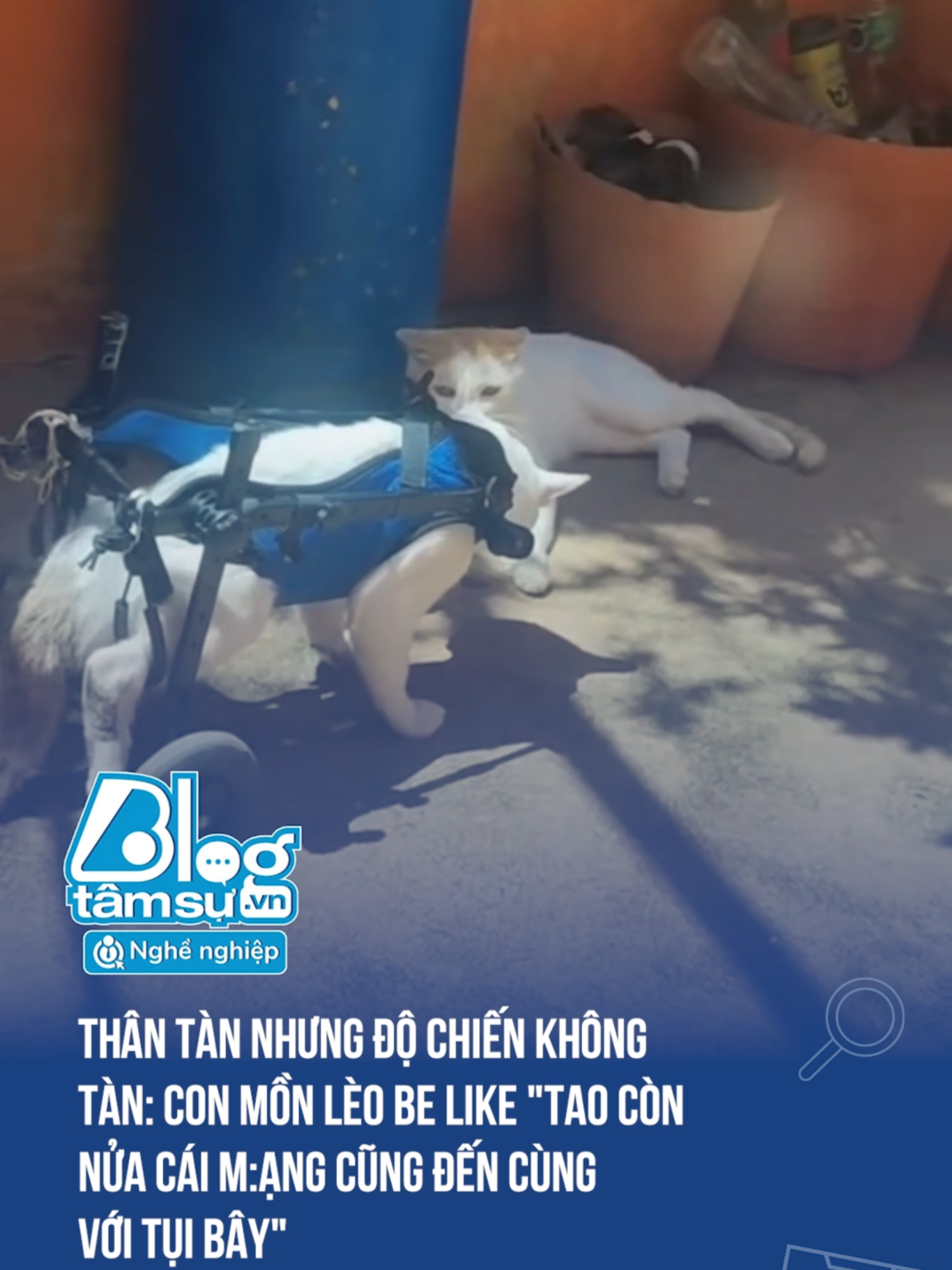 Hổng ấy mình bớt bớt lại được không, cũng qu:è rồi ý 🙂 #BTSmedia #Blogtamsu #viralvideo #xuhuong #animals #haihuoc #vuinhon #funny #cat #catsoftiktok