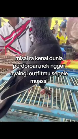 😭😭#LCYBteam#merpatiindonesia  #merpatikolong 