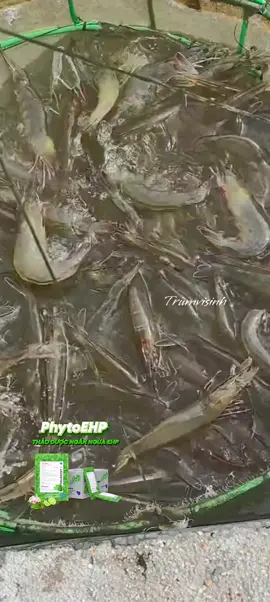 🧑‍🌾 Tôm ăn tốt mà lớn chậm, FCR cao? Có thể gan tụy đang có vấn đề do EHP. Dùng PhytoEPH định kỳ, chỉ 3–5 ngày sẽ thấy tôm ăn khỏe, đường ruột rõ, FCR cải thiện. Nuôi đều tay, đỡ lo về sau. #KinhNghiemNuoiTom #ThaoDuocChoTom #PHYTOEHP 