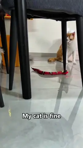 Fight or flight? Cat chose SPACE LAUNCH 🚀😼 #catsoftiktok  #fyp  #foryoupage  #funnycats  #cutecat 
