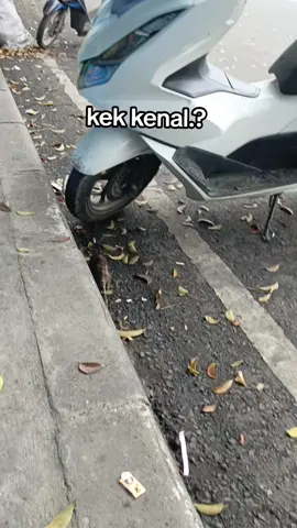 tikus jalan btw.  #indonesia #tikusberdasi 