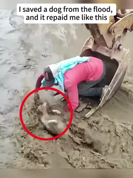 I saved a dog from the flood,and it actually repaid me like this #surprise #moving #Love #save #animals #child 