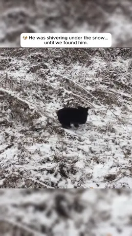 He was shivering under the snow... until we found him #rescuedog #fyp #trending #animals #rescuecat 
