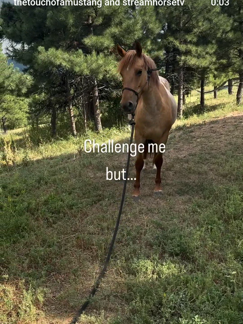 I loved this line I heard today from @mrjasonowilson. It is a careful line that must be walk to success. We cannot make everything so easy there is no struggle and weakness ensues, but neither should we push so hard we break what is fragile. For life and horsemanship, it is the same. Ease can destroy as surely as abuse. We cannot make things so easy for ourselves, our children, our horses that we can’t face the smallest discomfort. And on the other side, if we are too harsh, too cruel, too unyielding—we will also destroy potential. And perhaps that is why it’s all so complicated because we have to carefully walk the path to victory to avoid going too far off either side. 🥰🎥 @thetouchofamustang  #strengthening #blmmustang #studentofthehorse #alifeyoulove #achievingsuccess 