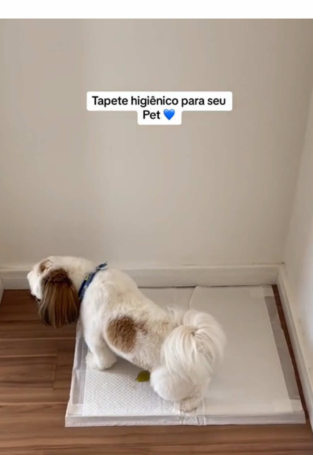 ✨ Diga adeus às poças pela casa! O Tapete Higiênico PetBraz tem camadas ultra-absorventes que não deixam vazar e ainda possui um odor exclusivo que atrai seu pet para o lugar certo. Mais praticidade, menos sujeira e sua casa sempre limpinha! 🐶💙 #TapeteHigienicoPetBraz #foryou #fy #tapetehigienico #cachorro 
