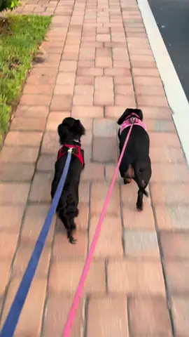 Why are they in such a rush!?! #dashundd #weinerdog #puplies @GorillaBoyBJJ❌ 