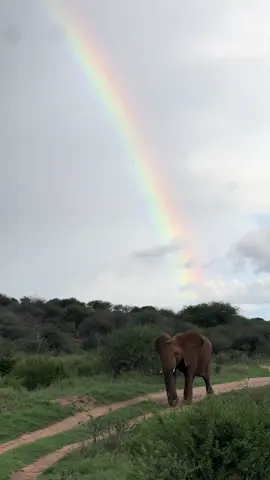 Nature has a way of painting the most magical moments 🌈 🐘 #elephant #safari #africa #rainbow #trending 