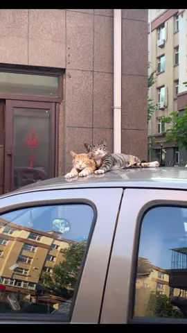 copy paste🥰#cuteanimals 