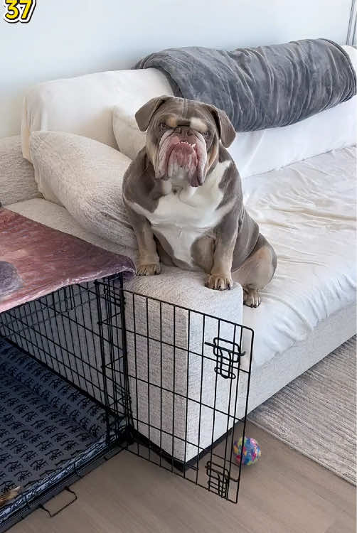 POV:Your dog is a rebellious teenager now!🐾🤣🤣#tiktok #foryou #fyp #dog #dogsoftiktok #funnydog #funnypets #doglover #attitude #usa 