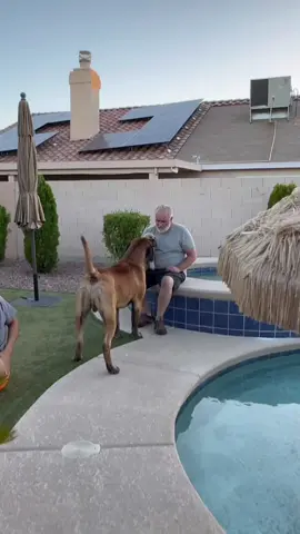 Dogs meet new friends 🤣#dog #funny #funnydog #foryou #pet #dogsoftiktok #dogtok #funnypets 