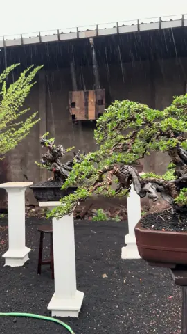 Mulai tampak hijau pekat menyegarkan #bonsailovers #bonsaitree #oleholehgresik #tamanhijau #hobby  