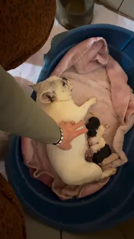 Frenchies still available! Males and females Please Email me for more inquiries if interested of a puppy 🏠🐶❤️✈️🙏🏿🇺🇸🫶🏿 topfrenchiestore@gmail.com                       OR Dm me directly on my backup account on TikTok 🐶 @beautypetstore