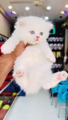 #k9pets #kittenlove #catvideo #foryoupage❤️❤️ #fyp 