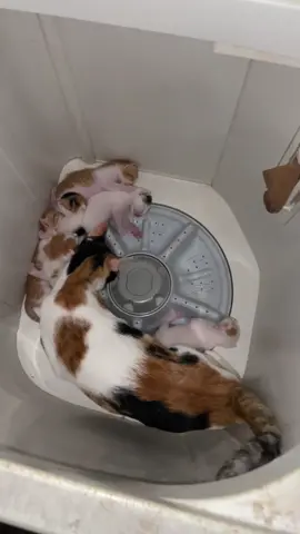 Dia sendiri kasi masuk anak nya dlm mesin cuci tuh#cat #xy #animals 