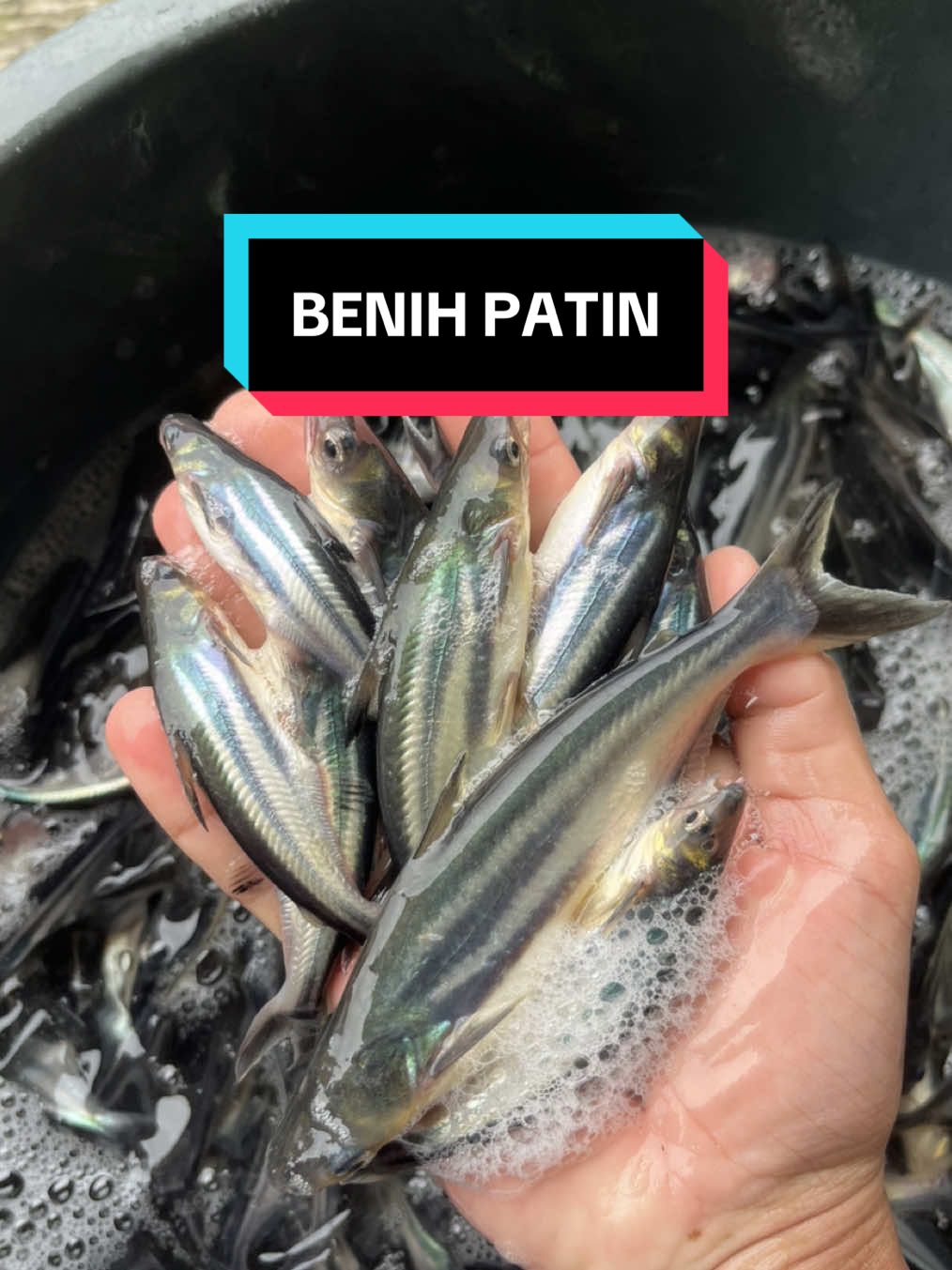 paket 500ekor #jualikan #benihkan #fyp #tasikmalaya #gammafish